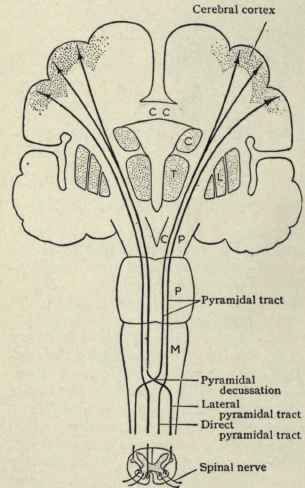 Fig. 48. Diagram showing course and decussation of corticospinal (pyramidal) tract; M, medulla; P,pons; CP, cerebral peduncle; T, thalamus; C, L, caudate and lenticular nuclei; CC, corpus callosum. (Piersol).