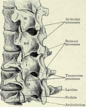 Fig. 485. Showing the method of articulation of the eleventh and twelfth dorsal and the first and second lumbar vertebrae.