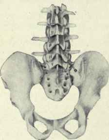 Fig. 490.   Lumbar puncture of the spine.