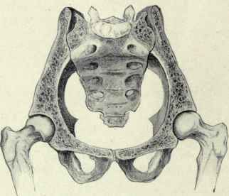 Fig. 491. The femorosacral arch. The main arch passes upward from one hip joint to the other through the sacrum: the subsidiary arch passes downward from one hip joint to the other through the pubes.