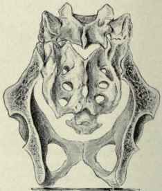 Fig. 492. The ischiosacral arch. The main arch passes upward from one tuberosity of the ischium through the sacrum down to the opposite tuberosity; the subsidiary arch passes forward from one tuberosity of the ischium through the pubes and back to the opposite tuberosity.