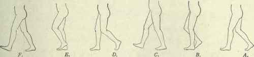 Fig. 499. Walking. Tracings from photographs by Muybridge.