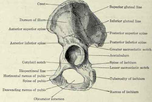Fig. 500.   The innominate bone, viewed from the outside.