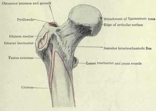 Fig. 503.   Anterior view of the upper end of the femur with muscular attachments.
