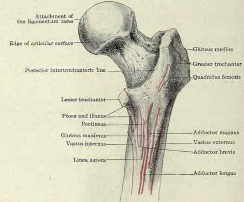 Fig. 504.   Posterior view of the upper end of the femur with muscular attachments.