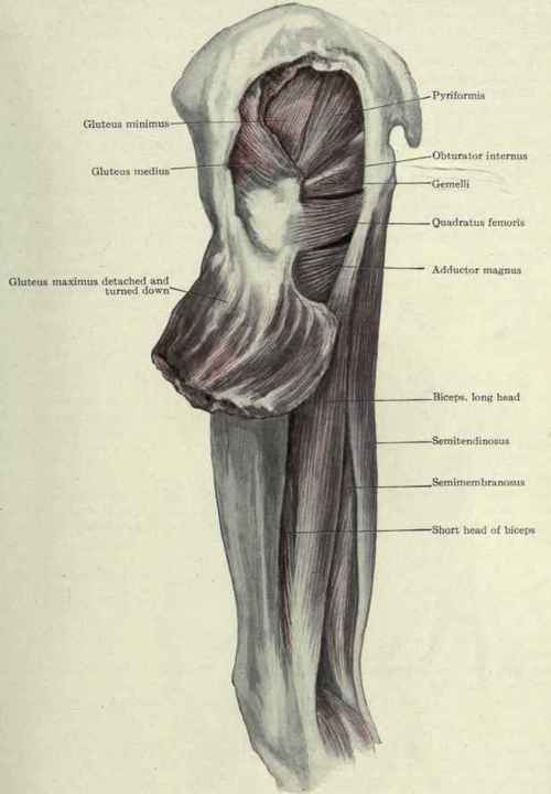 Fig. 505.   Muscles of the region of the hip.