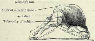 Fig. 512. Innominate bone, resting on its inner side, to show the wedge shaped formation of its outer surface. The apex of the wedge is Nelaton's line, running from the anterior superior spine to the tuberosity of the ischium; the anterior plane inclines downward and forward toward the pubis and the posterior plane inclines downward and backward on the ilium.