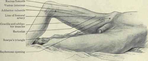 Fig. 532. Surface anatomy of the thigh.