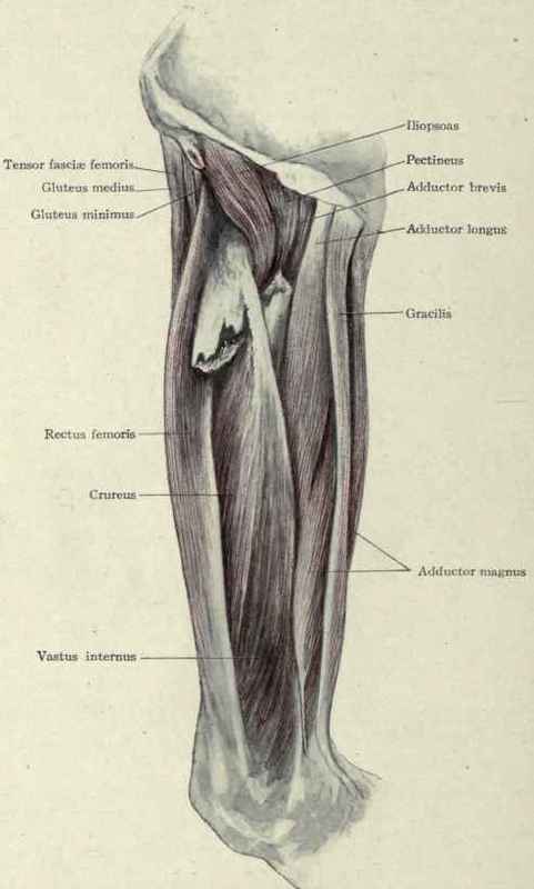 Fig. 540. Fracture of the femur at the juncture of the upper and middle thirds. Upper fragment drawn forward and outward.