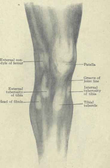 Fig. 543. Surface anatomy of the knee.