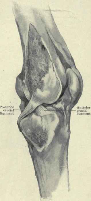 Fig. 548. The crucial ligaments exposed by sawing off the inner surfaces of the femur and tibia.