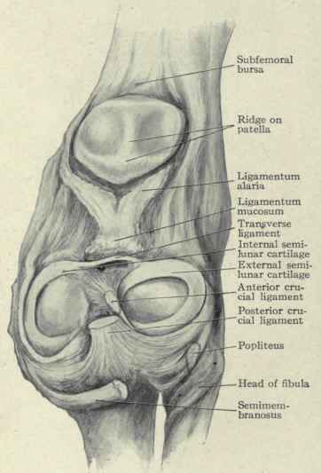 Fig. 549. View of the interior of the knee joint, looking forward.