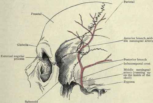 Fig. 56.   Frontal and temporal regions of an adult skull.