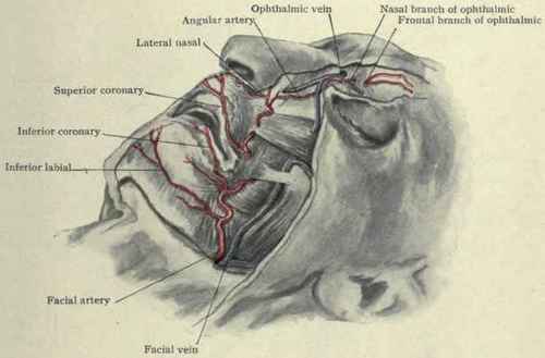 Fig. 58.   The facial artery and its branches.