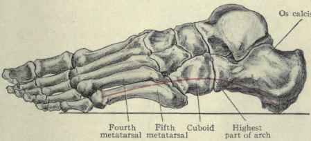 Fig. 580. The outer arch of the foot