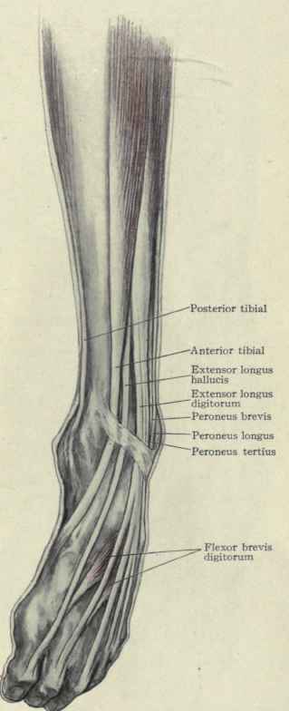 Fig. 587. The foot in an adducted or supinated position.