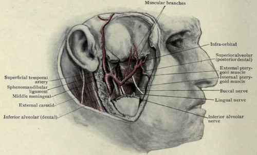 Fig. 59.   The internal maxillary artery, passes between the bone and the sphenomandibular (long internal lateral) ligament, then between the two pterygoid muscles or between the two heads of the external pterygoid muscle to the posterior surface of the superior maxillary bone in the sphenomaxillary fossa. The branches of its first part, where it is behind the neck of the jaw, are the deep auricular, tympanic, middle and small meningeal, and inferior alveolar {dental). The branches of its second part, as it passes between the pterygoid muscles, are all muscular: they are the masseteric, pterygoid, anterior and posterior deep temporal, and the buccal. The branches of the third portion of the artery, in the sphenomaxillary fossa, are the posterior dental, infra orbital, descending palatine, Vidian, pterygopalatine, and spheno  or nasopalatine.