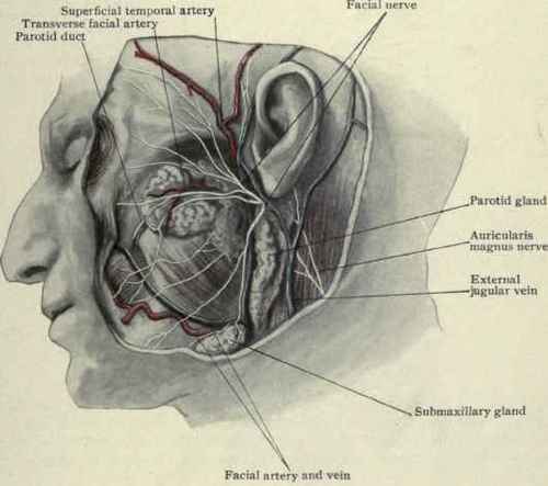 Fig. 60. Parotid gland and structures of the side of the face.