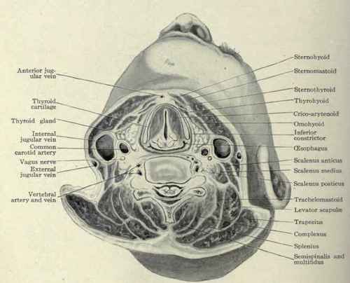 Fig. 608.   Transverse section through the intervertebral cartilage between the fifth and sixth cervical vertebrae.
