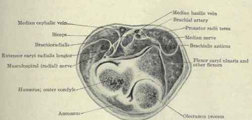 Fig. 613.   Transverse section through the olecranon process.