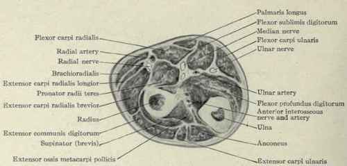 Fig. 615.   Transverse section through the upper third of the forearm.
