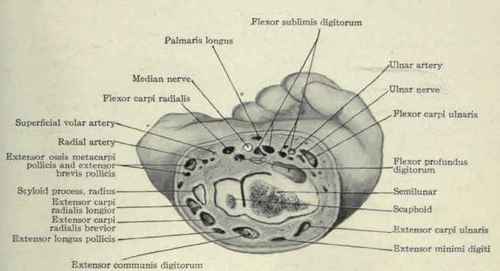 Fig. 618.   Transverse section through the wrist joint.