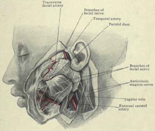 Fig. 62. Structures in relation with the parotid gland.