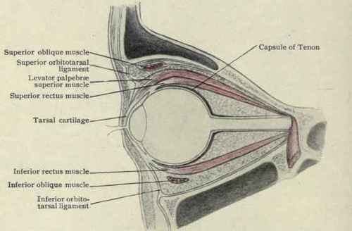 Fig. 88.   Sagittal section through the eye and orbit.