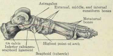 FlG. 579. The inner arch of the foot.