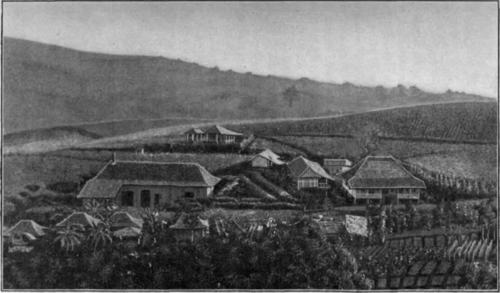 Fig. 30. Citronella grass Plantation and Distillery in Java.