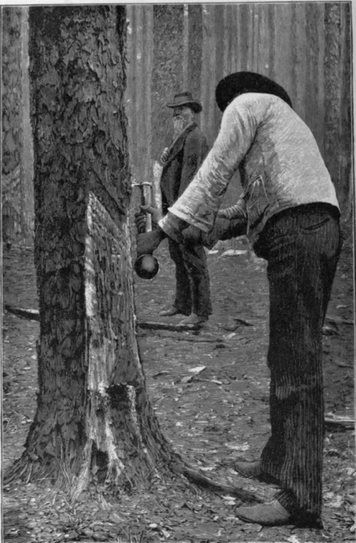 Fig. 4. Boxing of trunks and removing of bark (Box System).