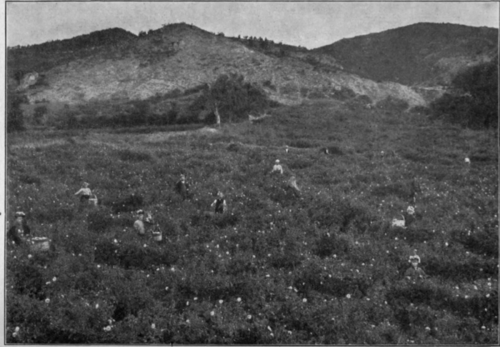 Fig. 40. Rose harvest in Bulgaria.