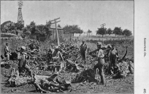 Fig. 45. Grubbing of sassafras roots.