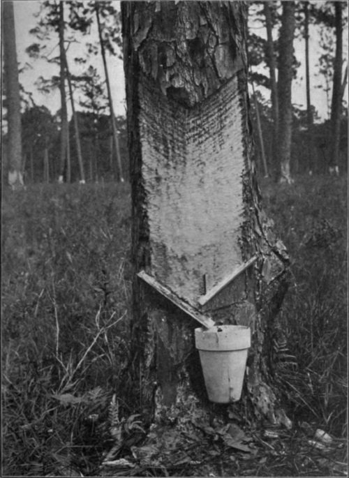 Fig. 6. Collection of Turpentine (Cup and Gutter System).