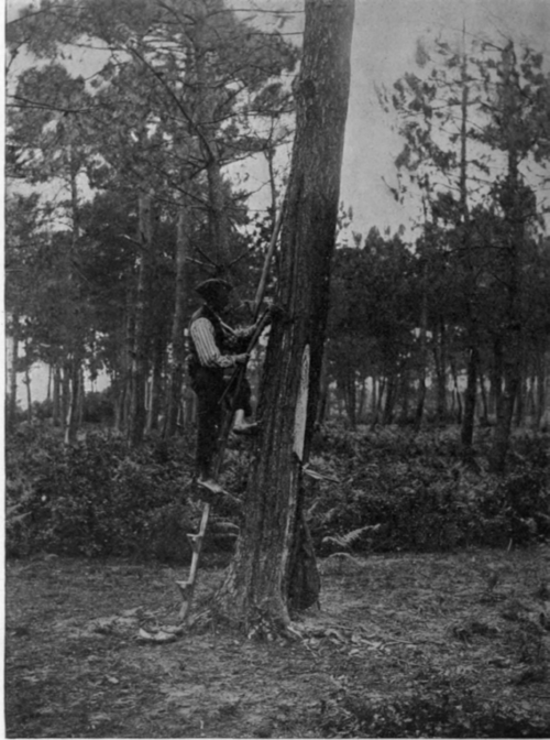Fig. 9. French Method for the Production of Turpentine. According to the Reports of Roure Bertrand Fils.