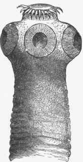 Head of T. solium X 45. (Leuckart).