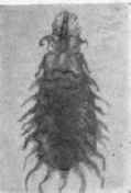 Larva of anthomyia canicularis. Many such larvie were passed by the intestine. x 8.