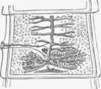 Proglottis of T. solium, showing branching of uterus, x 5.