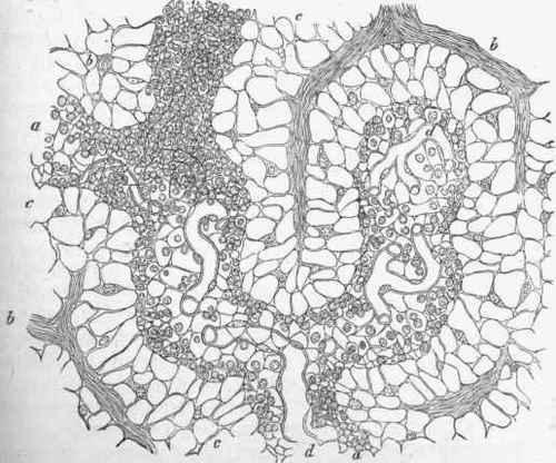 Section of normal lymphatic gland: a, a, a, follicular or lymphoid cords.