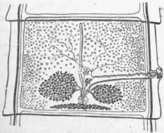 Unripe proglottis of T. solium showing sexual organs.