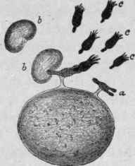 Cell with receptors of the second order.