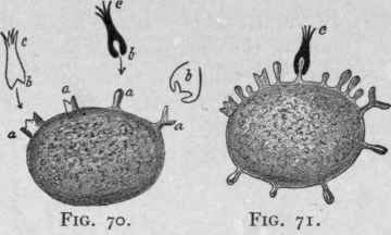 Cells with Various Receptors or Haptophorous Groups of the First Order.