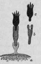 Combination of Cell (a), Amboceptor (b), and Complement (c).