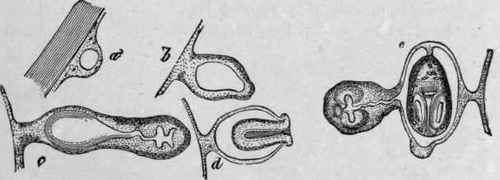 Development of Ovum. X 90 (Leuckart).