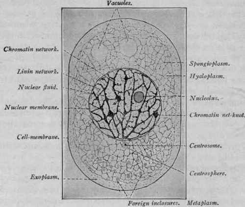 Diagram of a Cell (Huber).