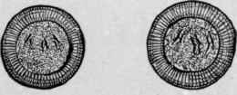 Eggs of Taenia Solium (Mosler and Peiper).