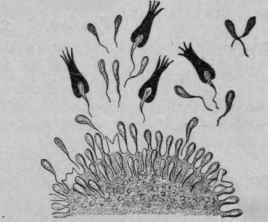 Explains What Antitoxins Are And How They Are Formed.