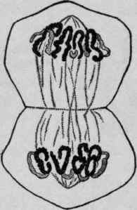 Segmentation of the Cytoplasm, and the Chromosomes Equally Divided.