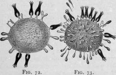 Show the Regeneration of the Cell hapto phores or Receptors to Compensate for the Loss of Those Thrown Out of Service.