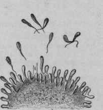 Shows the Number of Haptophores Regenerated by the Cell Becoming Excessive, They are Thrown Off into the Tissue Juice.